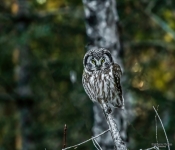 BorealOwlFixed002 DeNoiseAI Low Light (1) DeNoiseAI Low Light